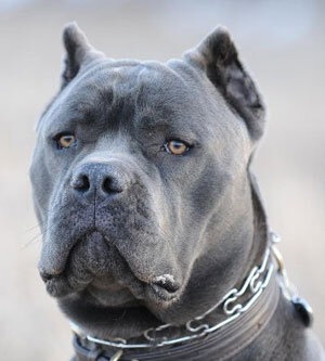 Фото итальянский Кане-корсо порода собак, один из самых древних представителей группы молоссов