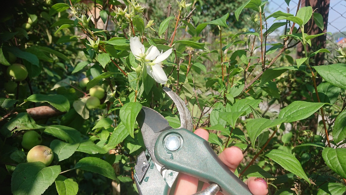 Чубушник после цветения