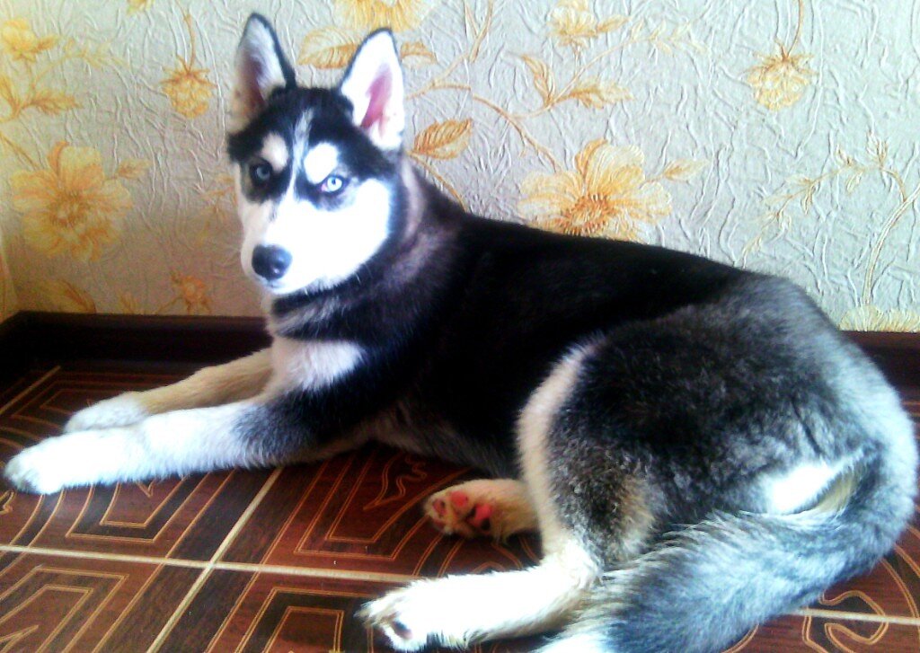 Щенок Сибирской Хаски 3 месяца