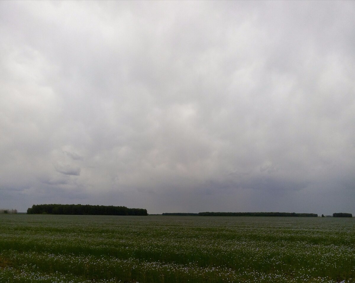 Лен (Linum) – однолетнее травянистое растение, служащее сырьем для одноименных тканей. Благодаря нежно-голубым цветкам, лен снискал популярность у садоводов – его часто используют в качестве декоративного растения.
Характеристики и особенности льна посевного или культурного (обыкновенного):
Стебель. Прямостоячий, тонкий, цилиндрический. Высота – 0,6-1,5 м. Ветвится в верхней части. Бледно-зеленого цвета. Имеется слабый восковой налет.
Листья. Расположение негустое, спиральное. Длина – 2-3 см, ширина – 3-4 см. Острые, сидячие, линейной или линейно-ланцетной формы. Цвет – зелено-сизоватый.
Цветки. Средние или мелкие – от 1,5 до 2,4 см в диаметре, с белыми тычинками. На растении цветков сравнительно немного. У цветков длинные цветоножки, а чашелистики 5-6 см в длину. Цвет – голубой или синий, редко – белый, розовый, красно-фиолетовый. Цветение – с июня по июль.
Плоды. Приплюснуто-шаровидные коробочки длиной 6-8 мм, диаметром 6-7 мм. Внутри – 10 продолговатых семечек, гладких и блестящих, длиной 3,3-5 мм. Цвет – светло-коричневый, темно бурый или зеленовато-желтый. Созревание семян – июль-август.
