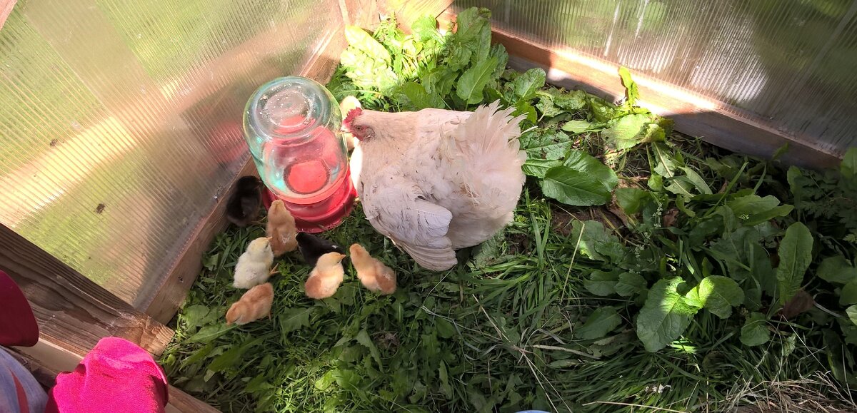 Ящик из поликарбоната