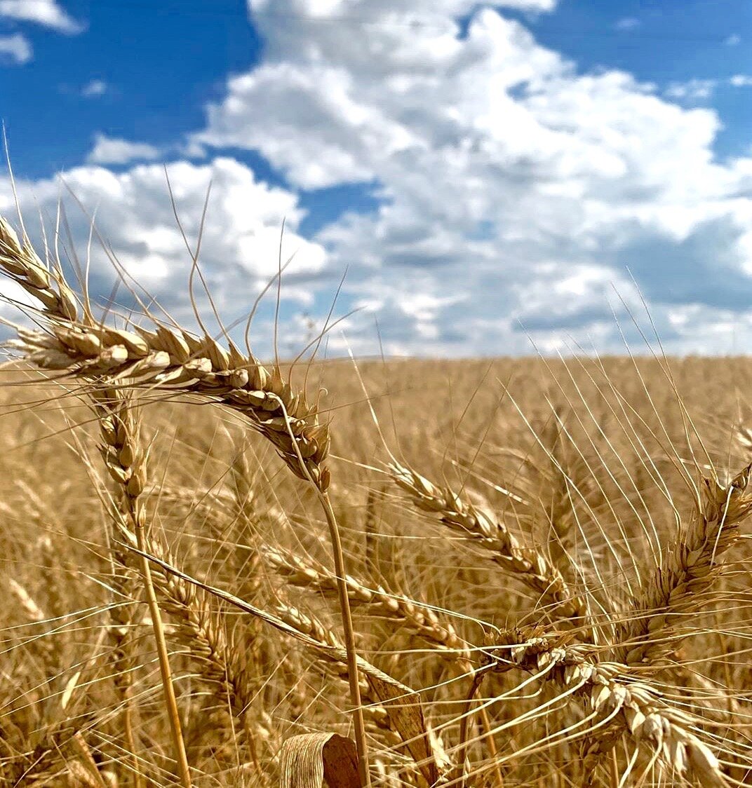 Пшеничное поле Брянск