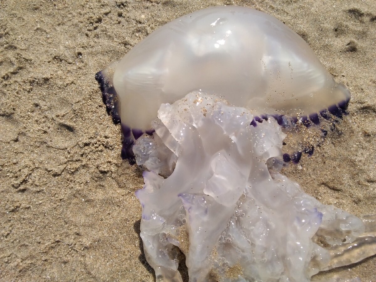 Черноморская медуза