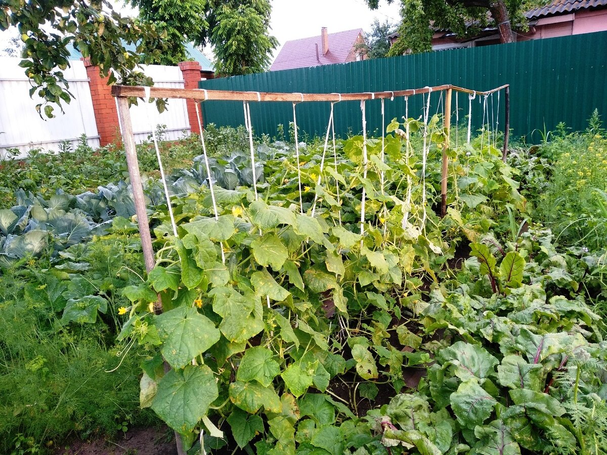 На грядке огурцы с желтоватыми листьями