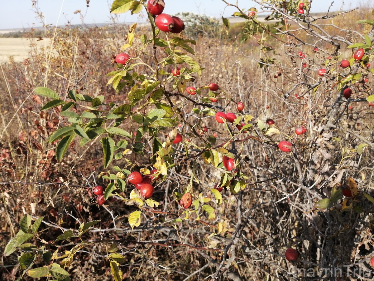 Как избавиться от шиповника на участке навсегда. Как избавиться от шиповника на участке навсегда. Как избавиться от шиповника на участке навсегда. Побег шиповника. Заросли шиповника.