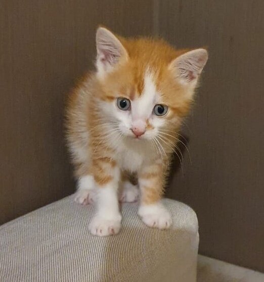 Кошачий мальчик Золотко (1,5 месяца), ищет дом