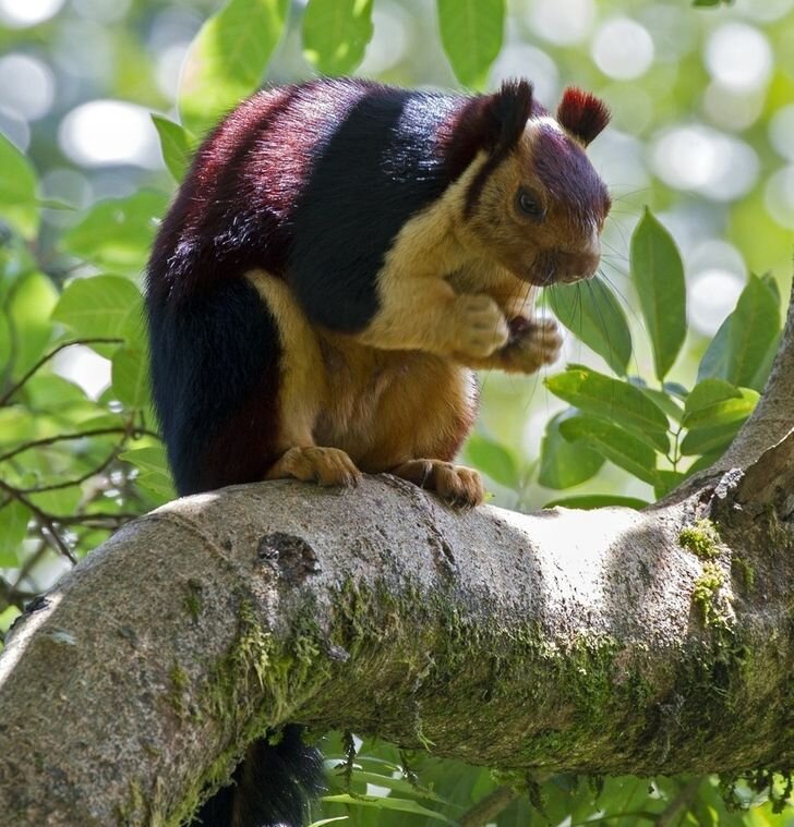 Индийская гигантская белка отличается не только необычным окрасом, но и размерами: длина тела составляет 36 см, а хвост — 61 см. Живут такие белки в одиночку или парами, но никогда не забывают про личный комфорт: они строят несколько шарообразных гнезд на деревьях, используя их для разных целей — для сна, отдыха или для размножения.