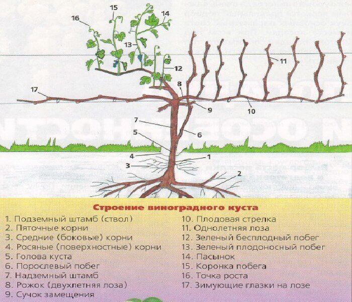 Как растет виноград схема