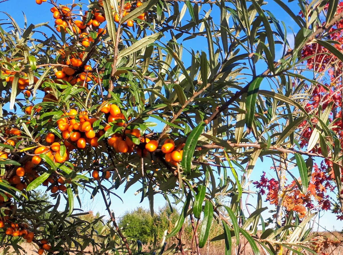 Облепиха - подарок леса