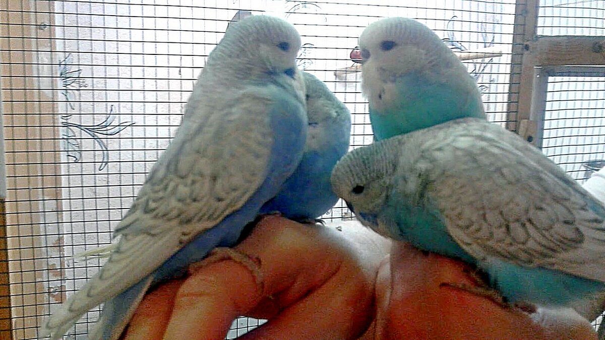 Выставочные Волнистые Попугаи У нас дома