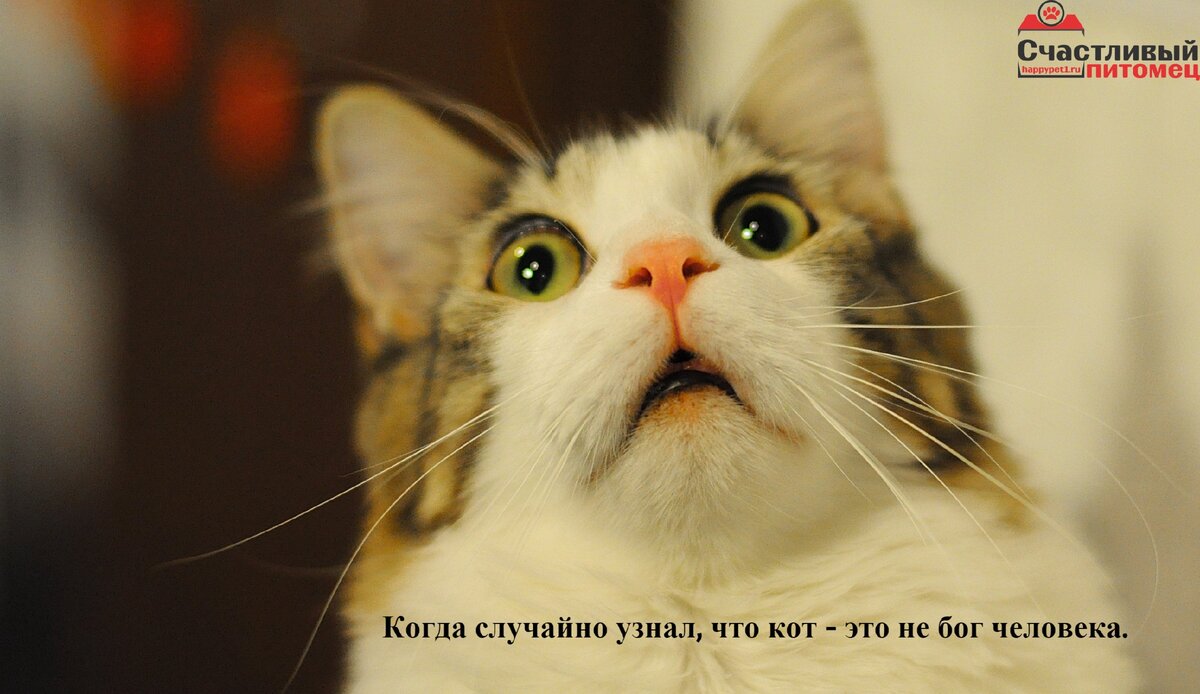 Согласитесь, вы же видели этого котика? И не один раз!