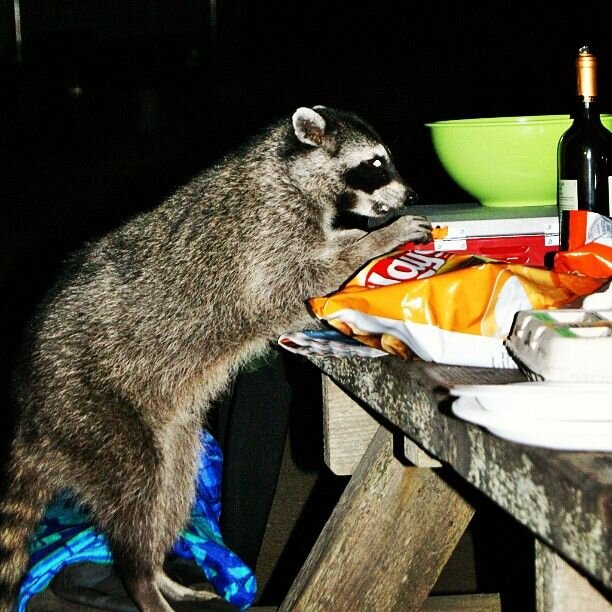 Не кормите енота, прячьте еду