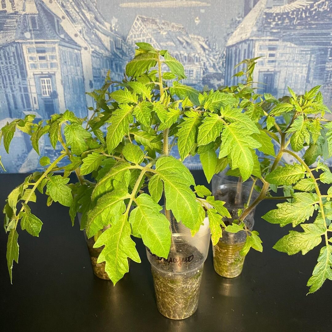 Будущий урожай зависит от качества рассады (фото автора)