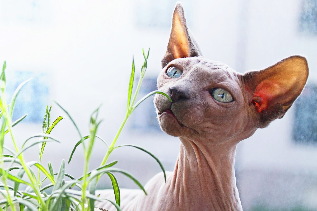 Описание внешнего вида