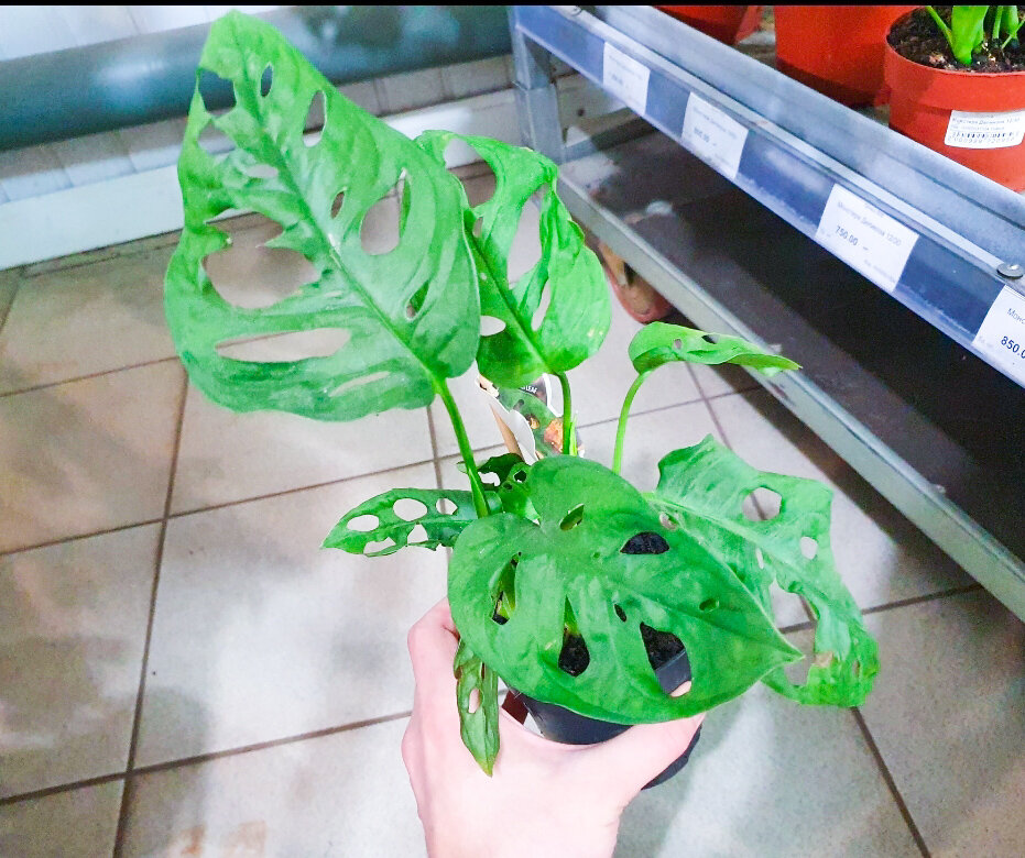 Миниатюрная и очень симпатичная