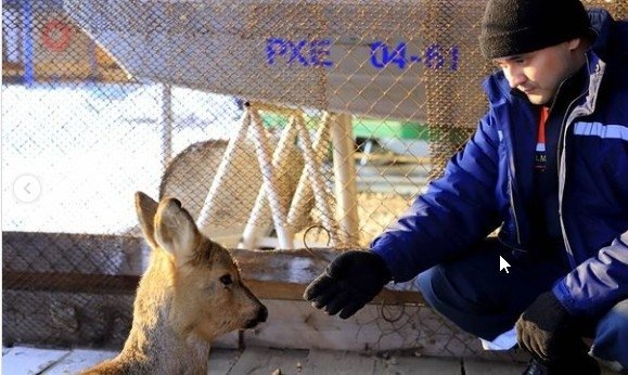 За любовь к оранжевому корнеплоду и оттенок шерсти на загривке спасенную назвали Морковкой 
