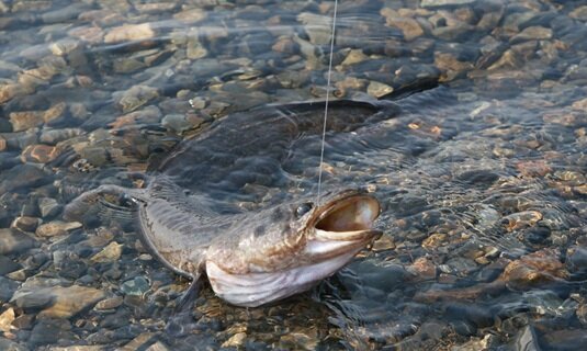 фото с сайта https://morefishing.ru/