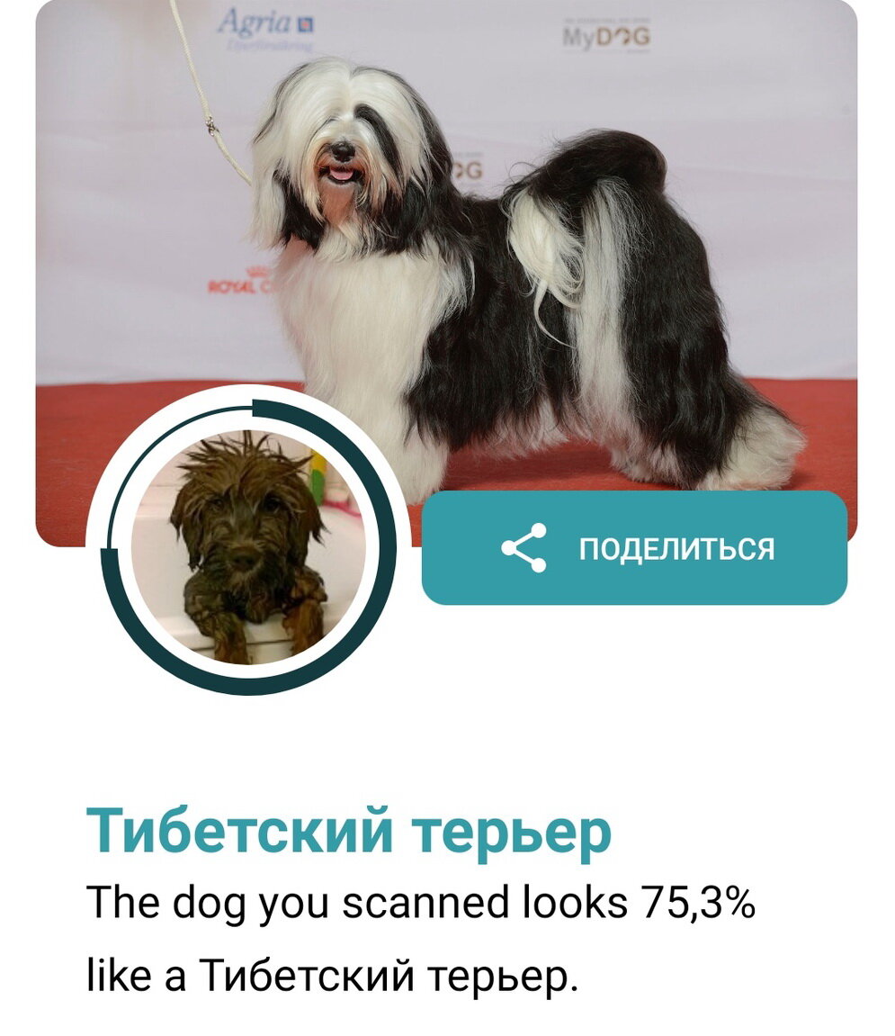 В случае с мокрой собакой точность уже не такая высокая, но все равно порода определена правильно 