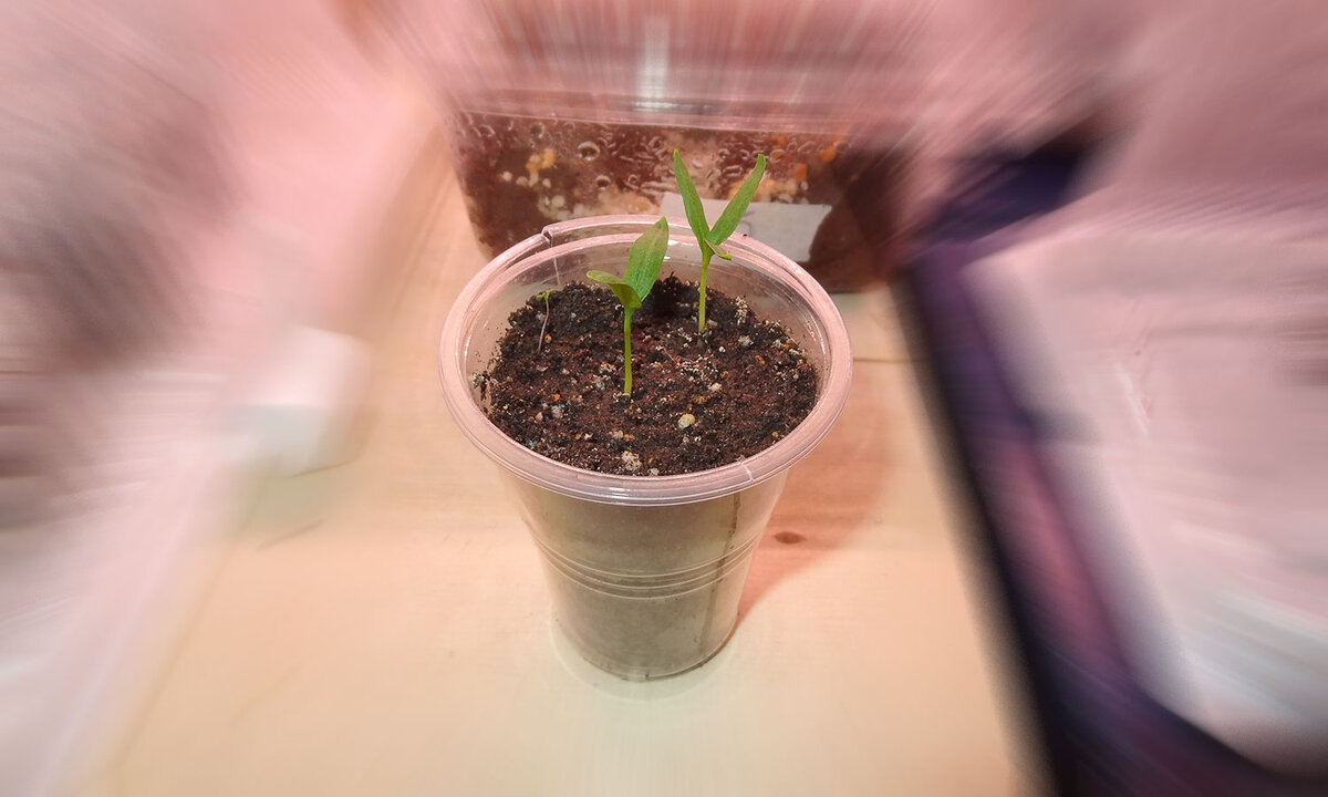 Два ростка баклажана в разъемном стакане