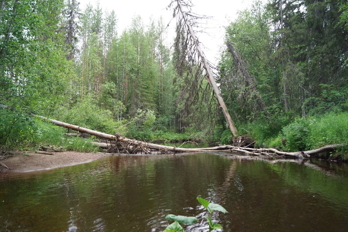 Завал на реке