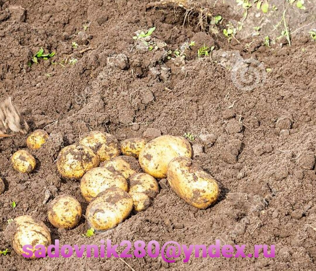 фото автора Алесад.