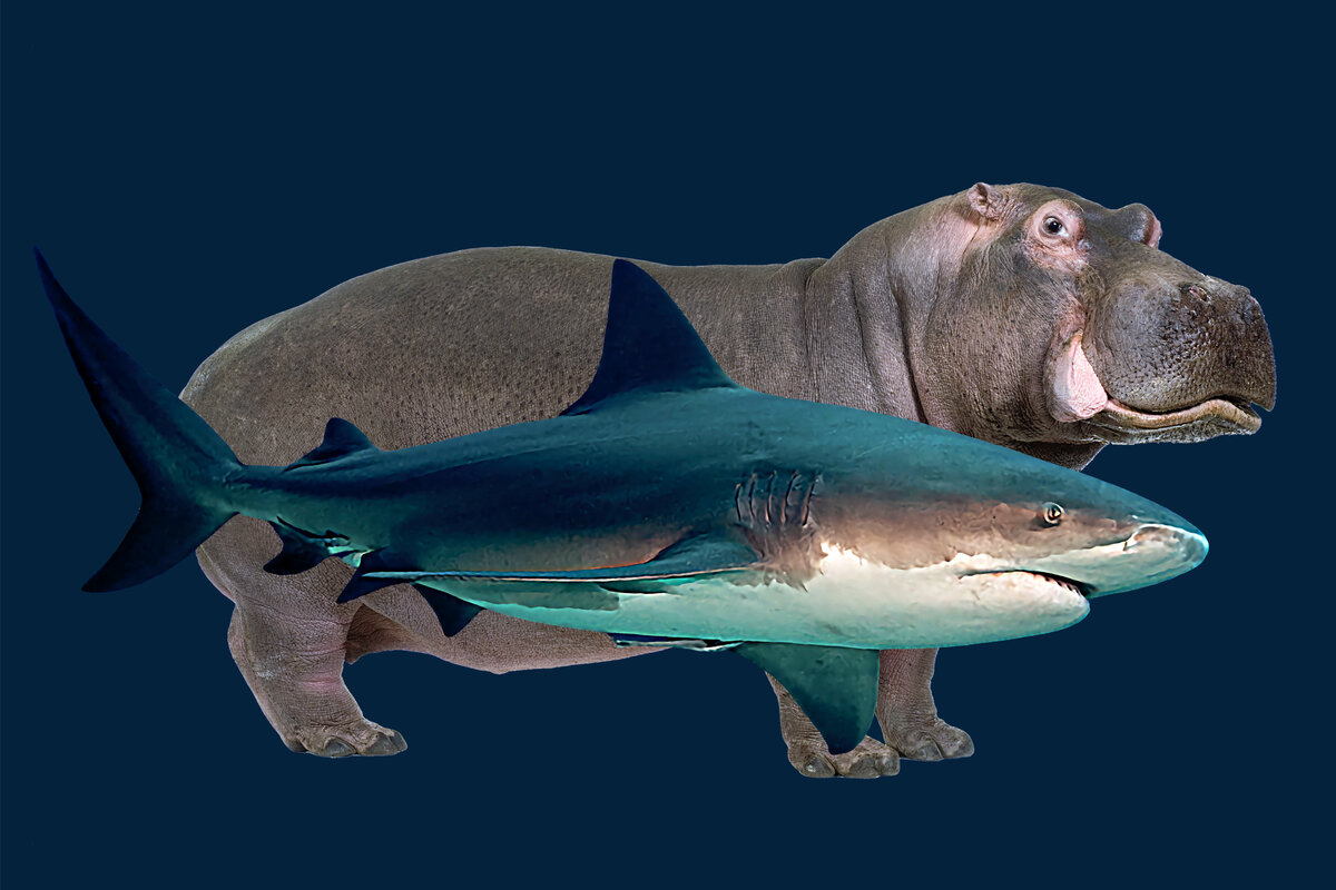 Сравнение средних размеров. Фотоколлаж автора.