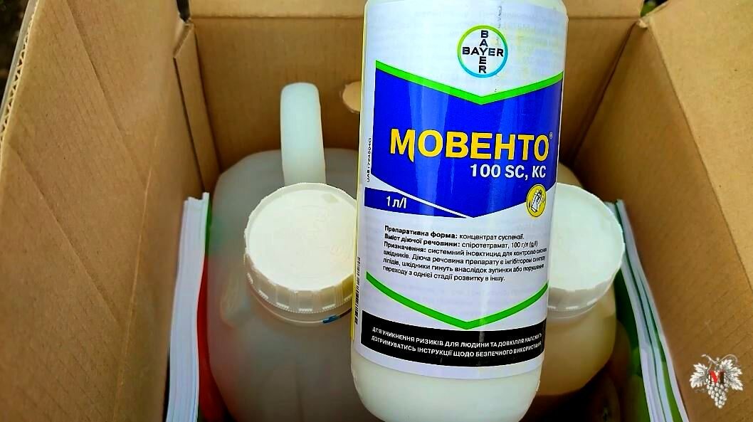 Стоп болезни! Спасаем виноград | Виноград VM | Дзен