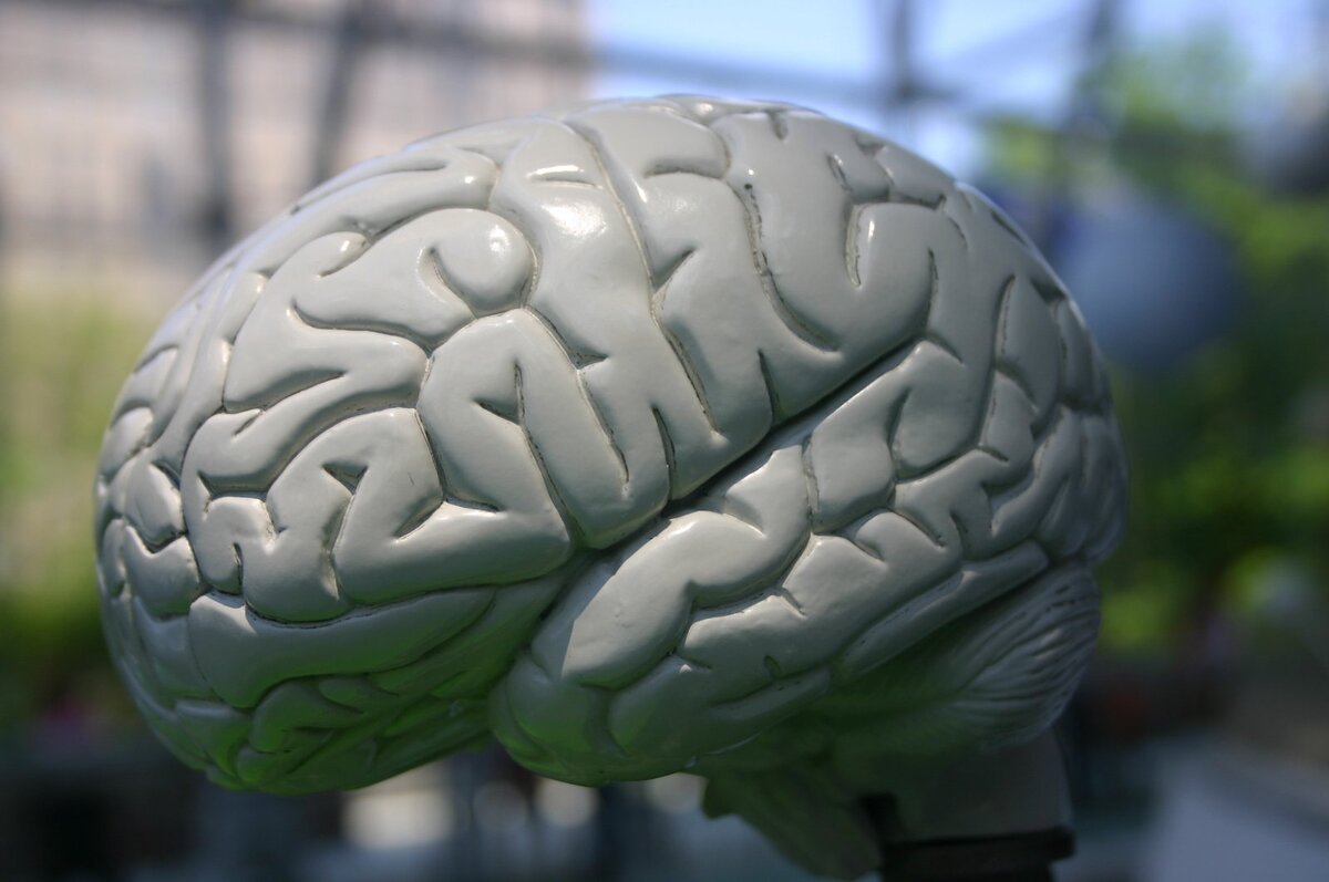 Видео про мозг. Вязаный мозг. Мозг дзен.
