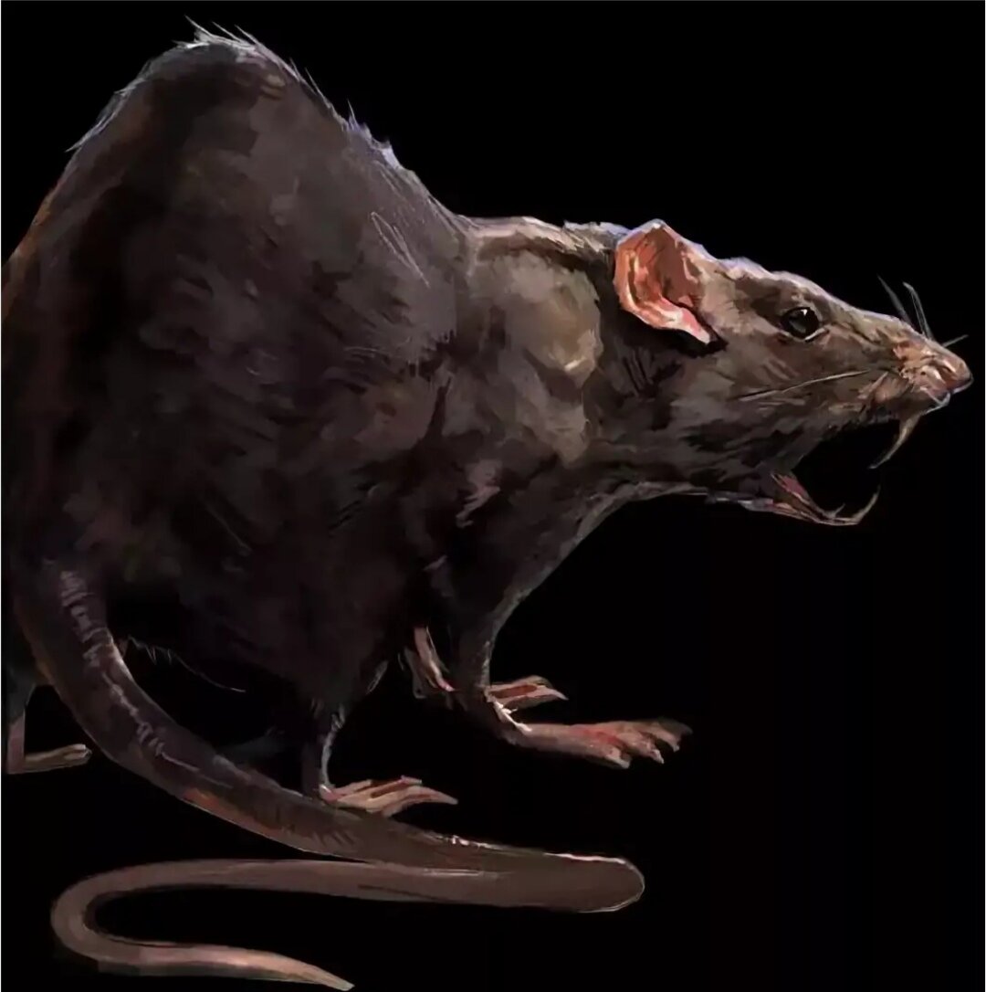 Злая крыса