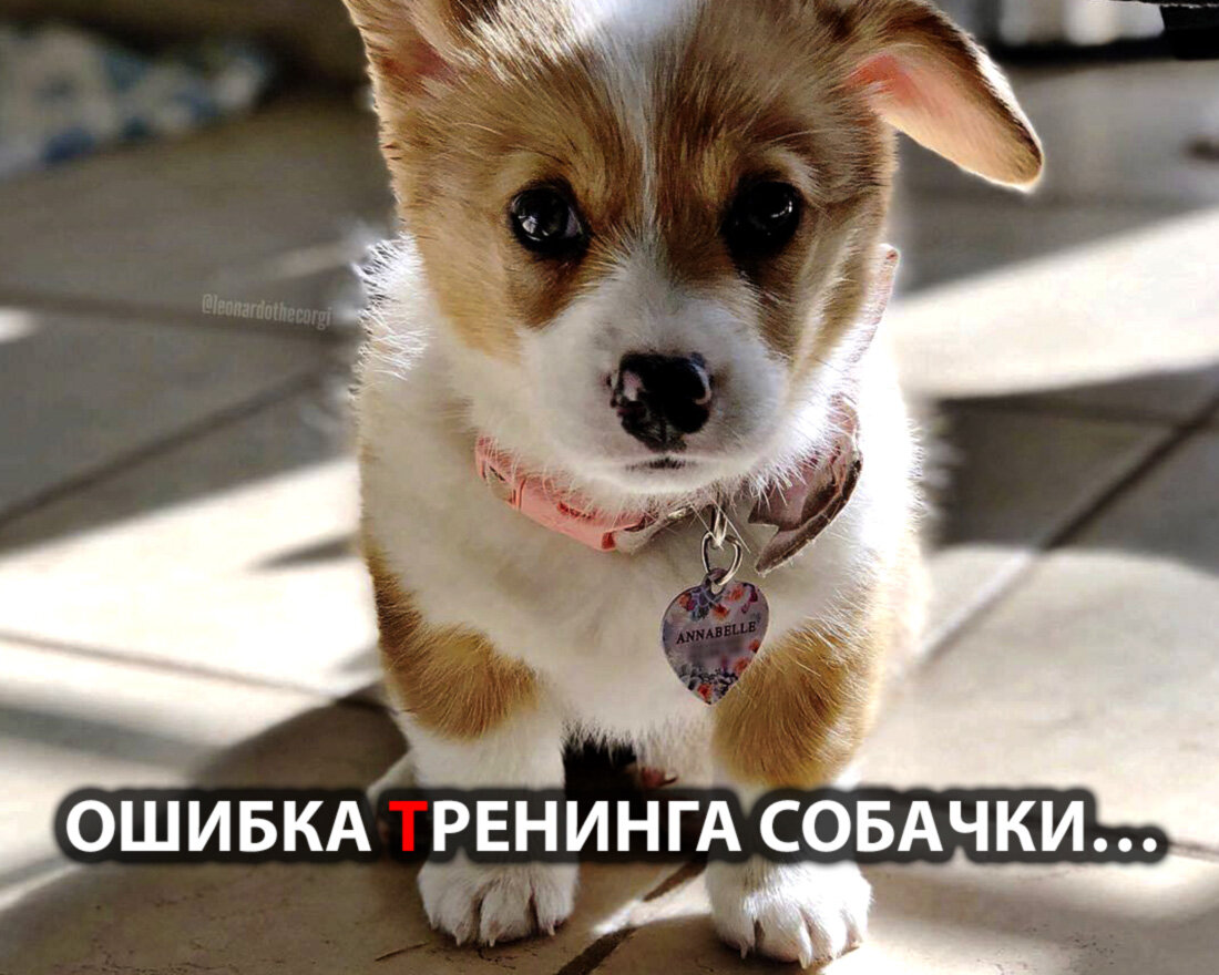 Источник фото https://krasivosti.pro/sobaki/10830-malenkaja-domashnjaja-sobachka.html