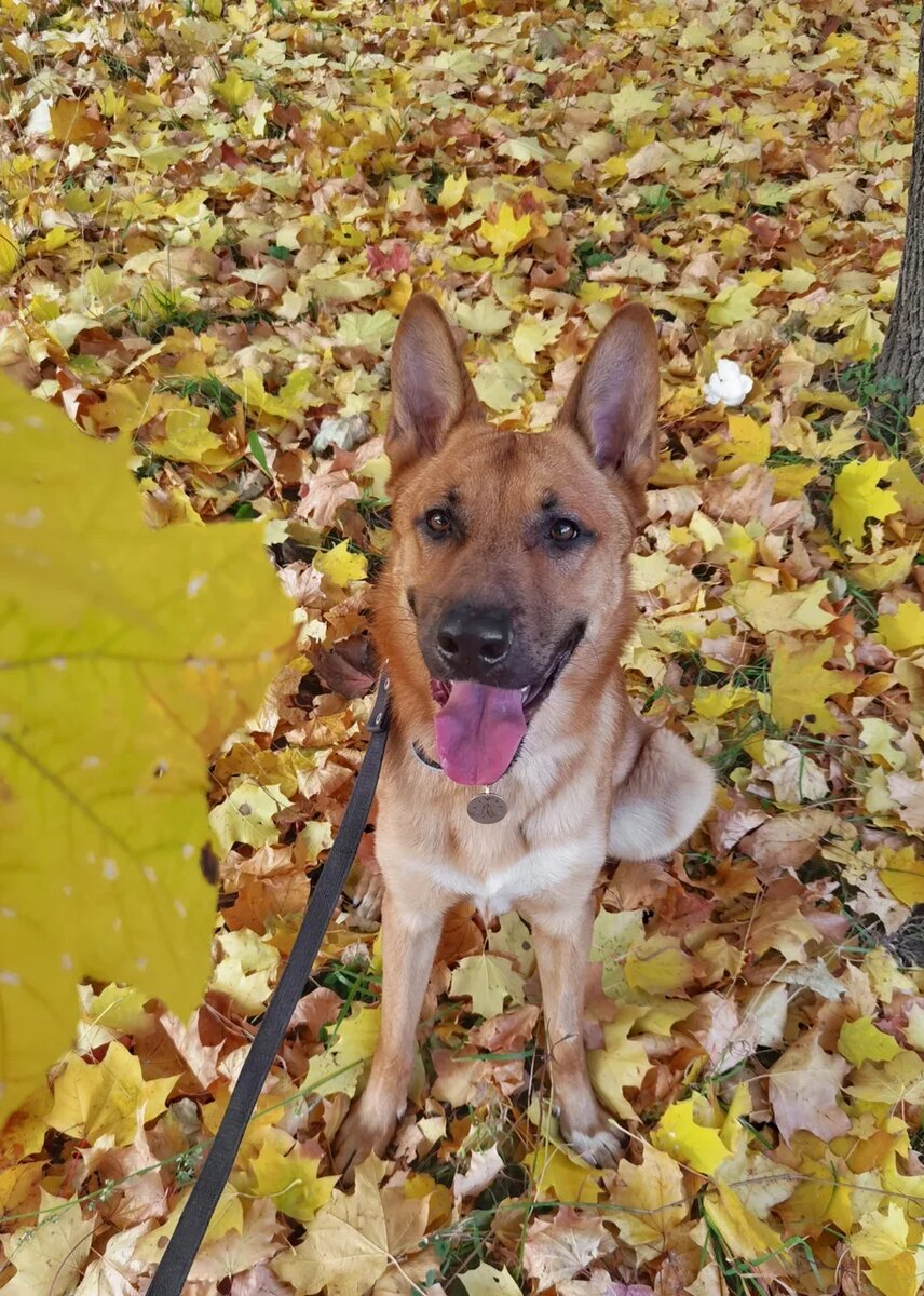 Всем хорош, только теперь немой