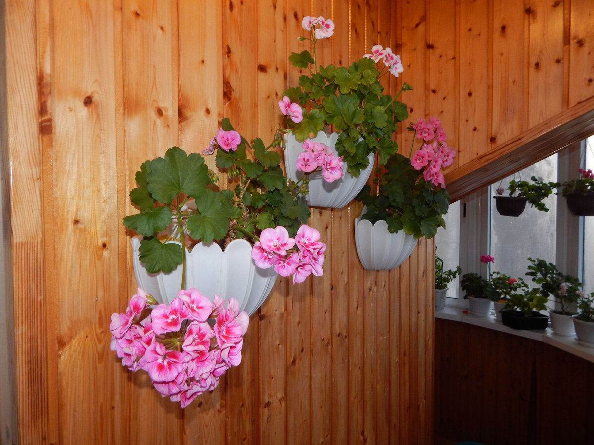 Саванна Пинк Мегасплэш,вайт мегасплэш,рио