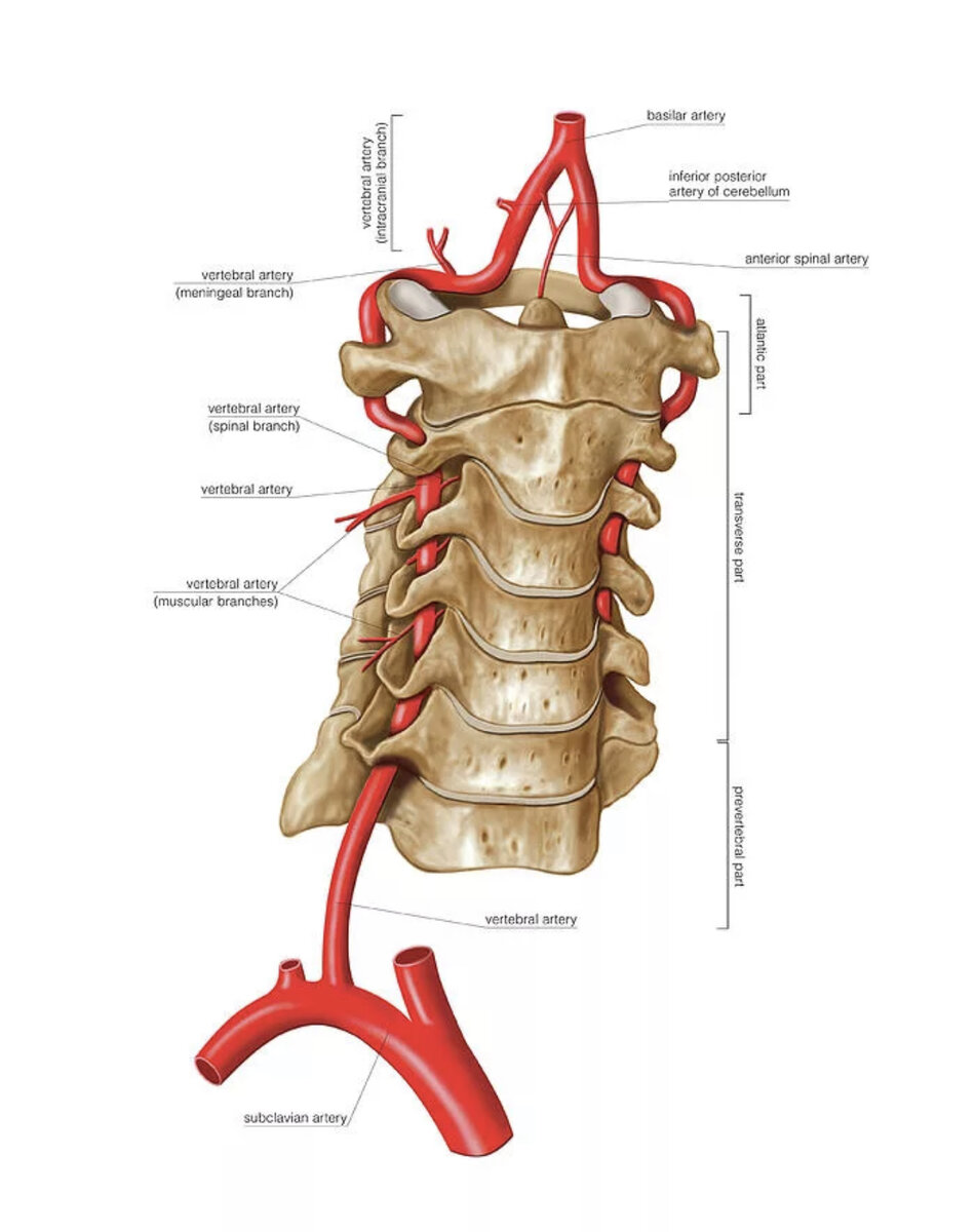 Позвоночные артерии картинки