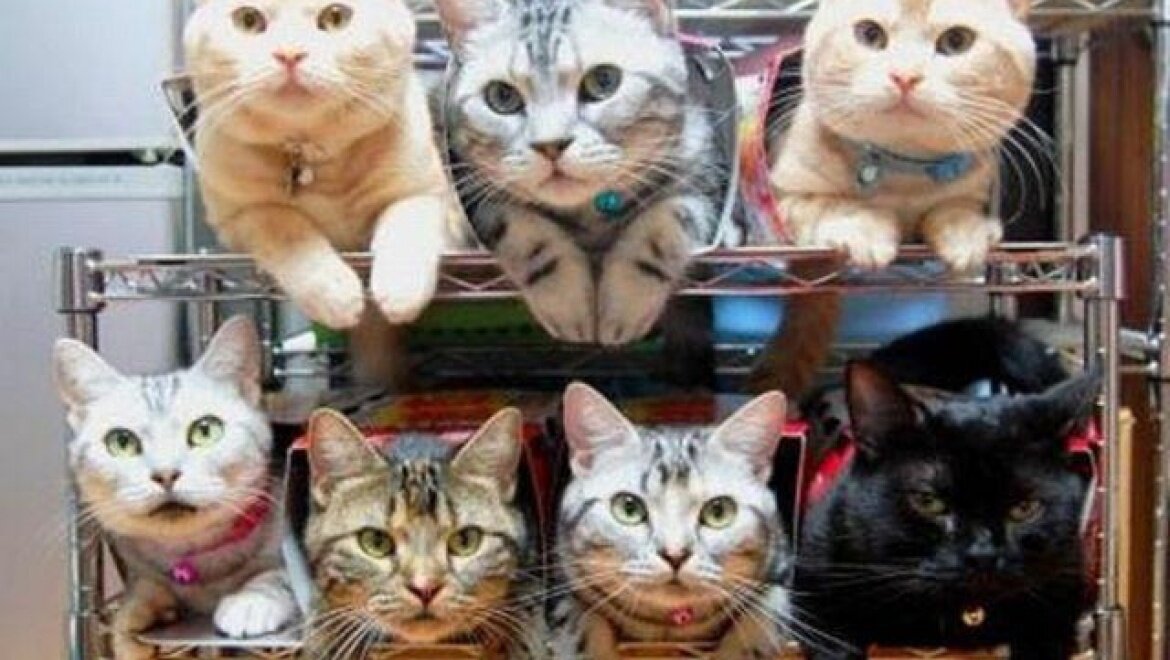 ВОТ  ТАКУЮ  КОМПАНИЮ  ЮЛЯ  С  МАМОЙ  ОБИХАЖИВАЛИ  И  ЛЮБИЛИ...