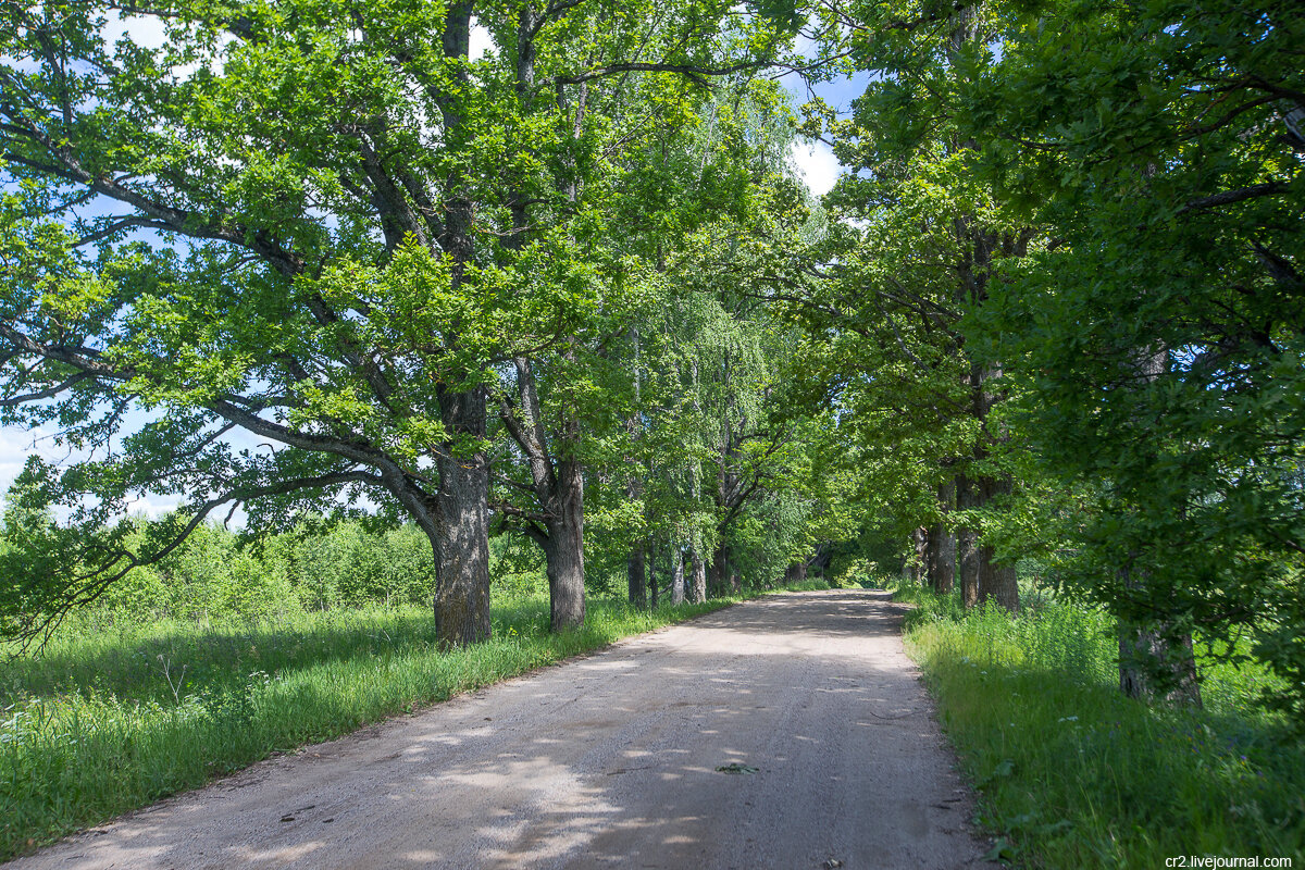Аллея в усадьбе Александрино. Новодугинский район Смоленской области. Фото автора статьи 