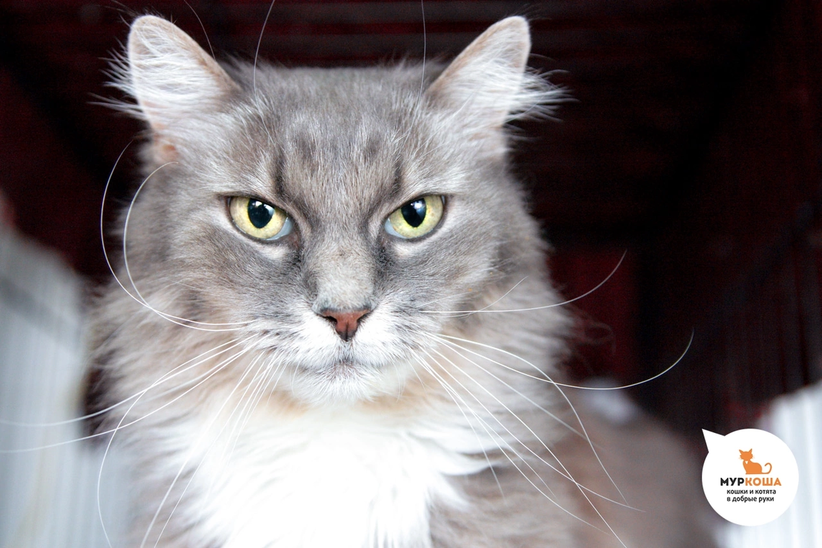 🚺 Табея, 10 лет. «Иногда живёшь себе и вдруг ка-а-ак осознаешь: а ведь я красавица!» И как такую красоту ещё домой не увезли? Но мы знаем, это вы от растерянности. Признайтесь, тоже поражены? Ну, тогда быстро приходите в себя, собирайтесь и приезжайте за Табеей. Ласковая, ручная и игривая кошечка вас очень ждёт! В силу возраста требуется более внимательное отношение к здоровью кошечки. 