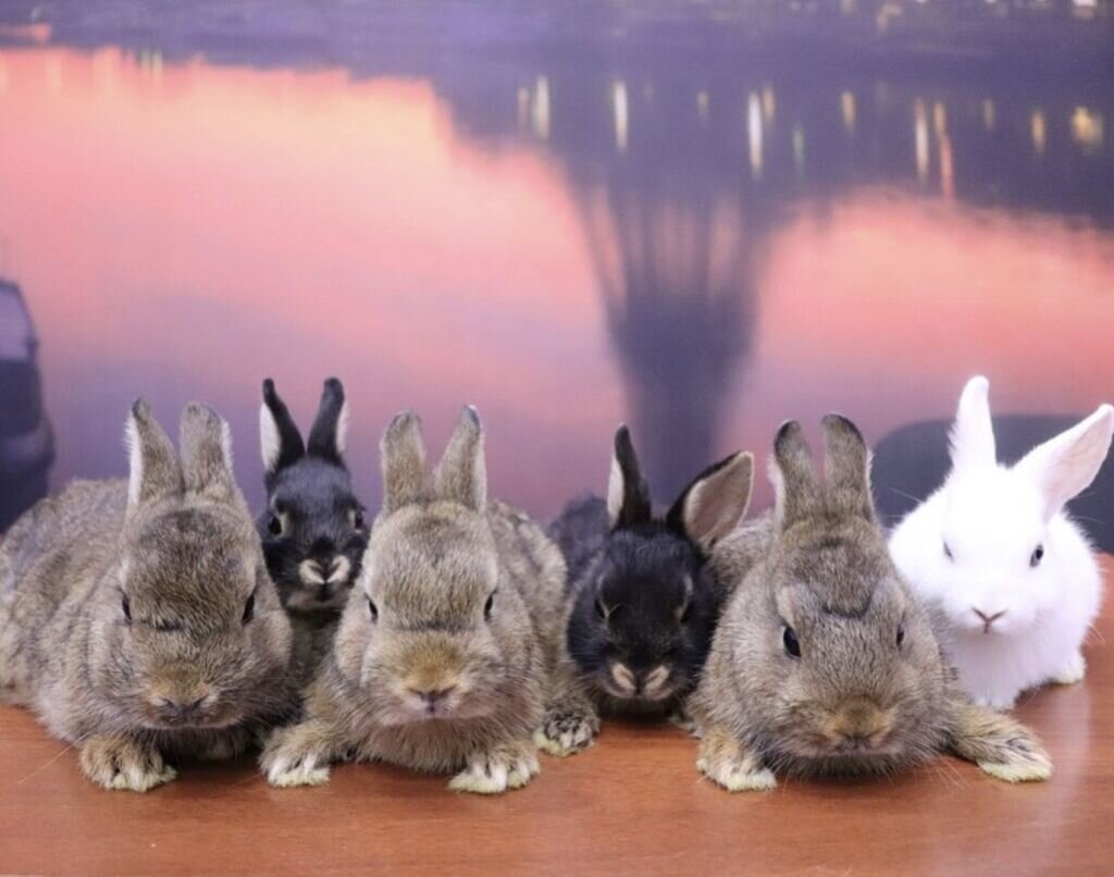 Яндекс.Картинки