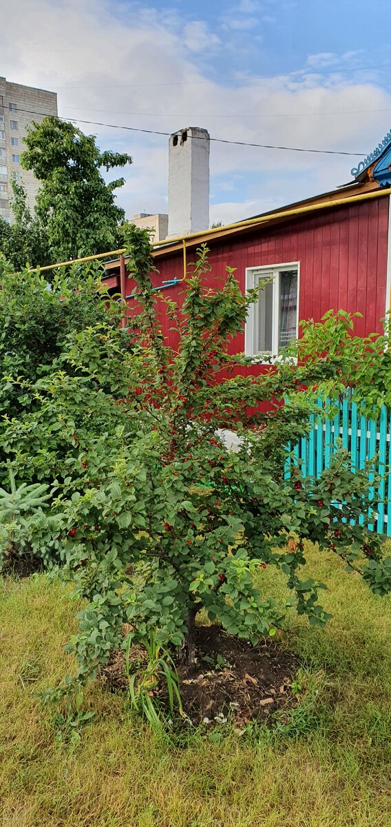 Высота до 2,5 м