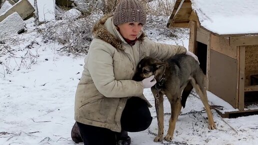 приют ковчег калининград видео сегодня
