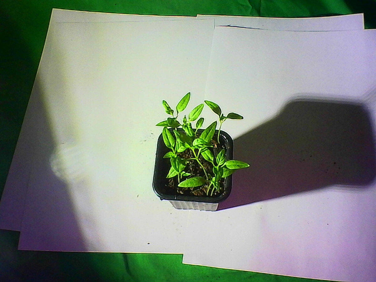 перец китайский острый (фото автора)