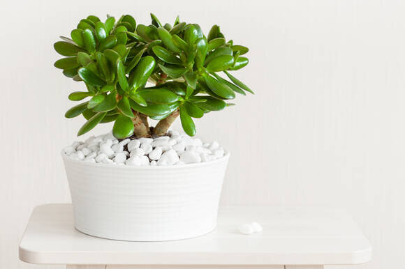 Толстянка яйцевидная (Crassula ovata)