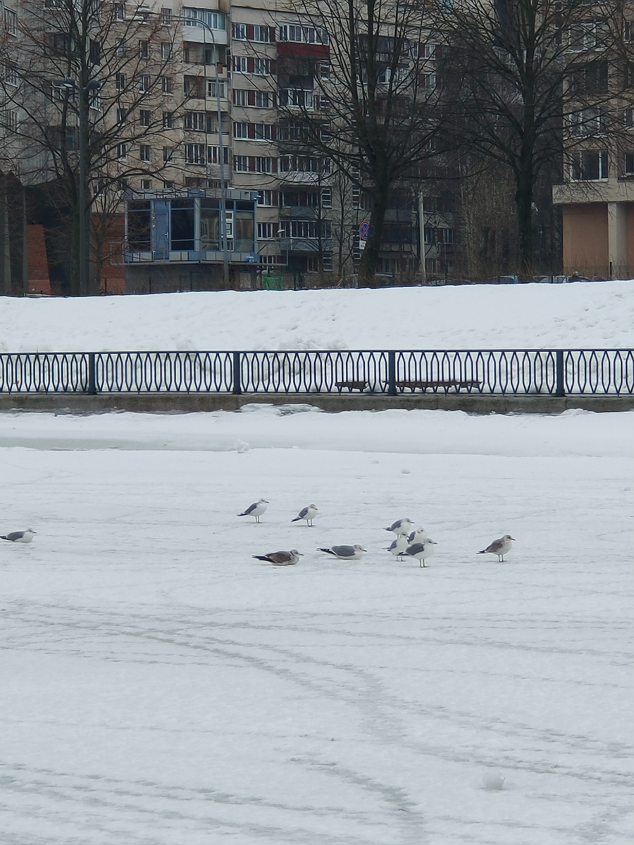 В Магадане ввели районный коэффициент 1,7. Если зарплата в Москве была 120 рублей, то в Магадане 200 (1961 год). Цены на продукты практически не отличались и люди поехали "зарабатывать на лучшую жизнь" на севера.  
