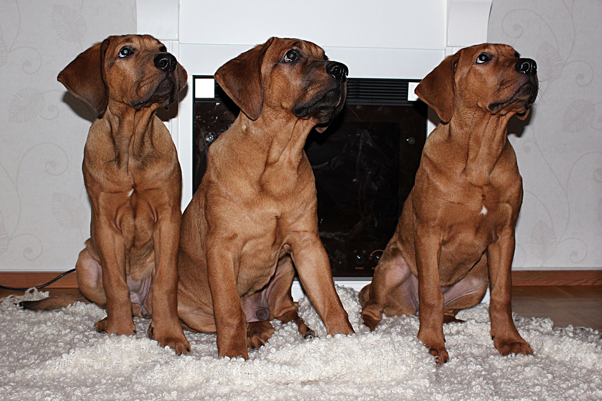 Уже с трёх месяцев бойцовский щенок мнит о себе очень много. Если не ставить на место зазнайку, то момент будет безвозвратно утрачен, и о послушании можно будет забыть.