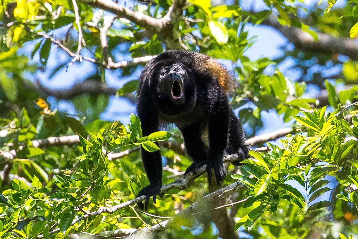 древесный примат. обезьяна ревун южной америки. древесные приматы. орангутаны борнео. носач орангутанг.