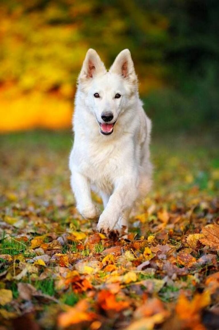 Маленький белый щенок (64 фото) - картинки fitdiets.ru