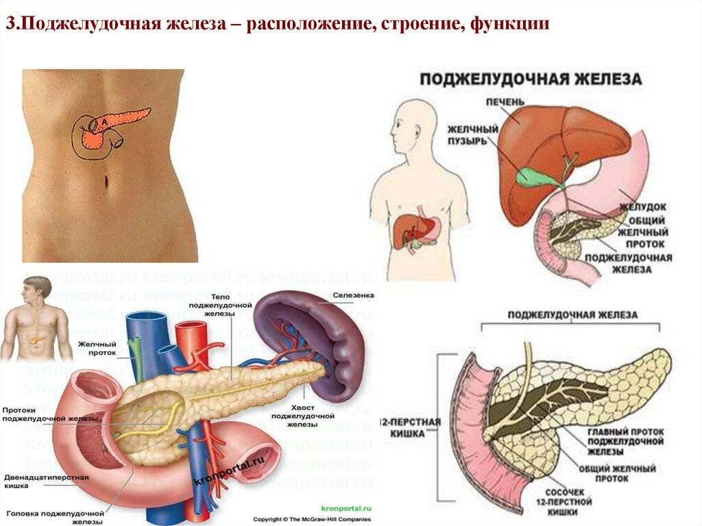 Анатомия поджелудочная железа расположение и рисунок человека