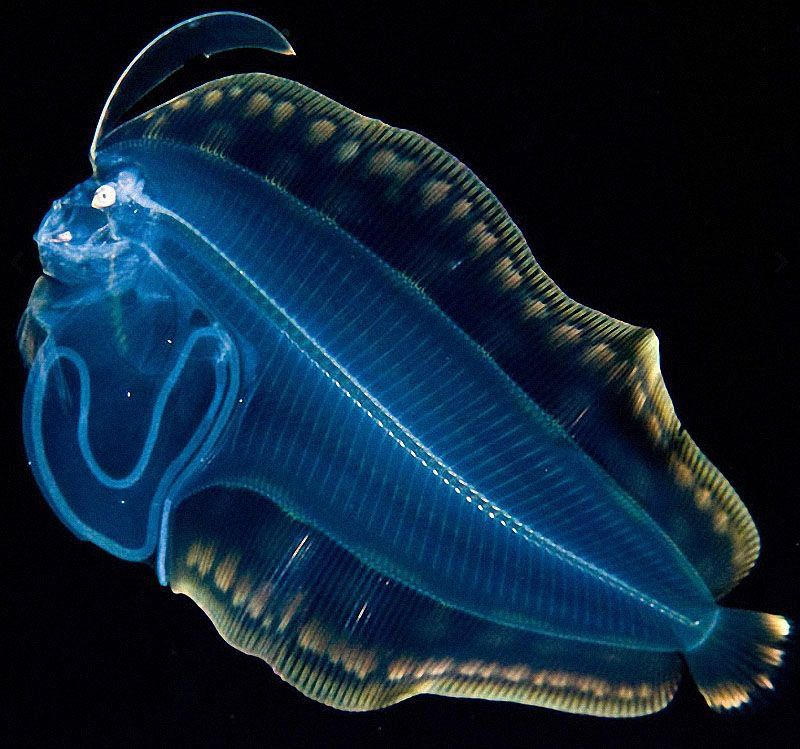 Моллюски биолюминесценция. Рыба черт биолюминесценция. Биолюминесценция удильщик. Биолюминесценция морской черт. Рыбы 11 класс