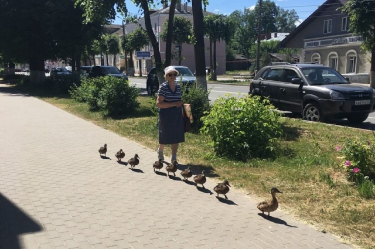    В Ржеве женщина на время стала «утиной мамой», чтобы спасти птенцов