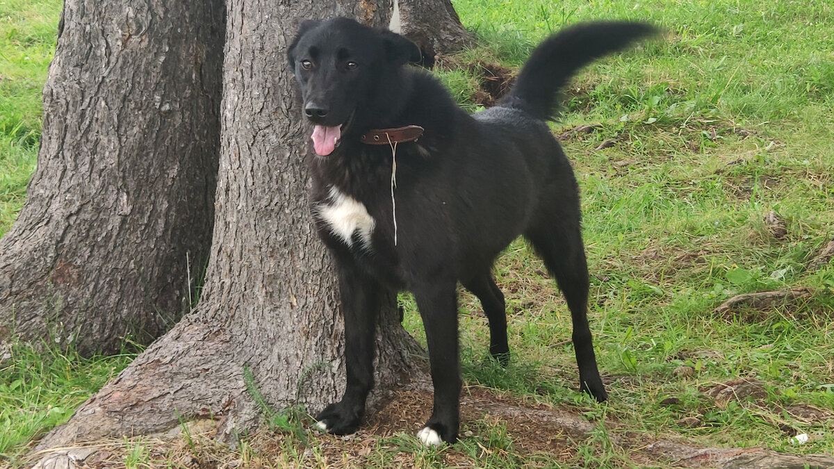 Сахара - черноокая  красавица.