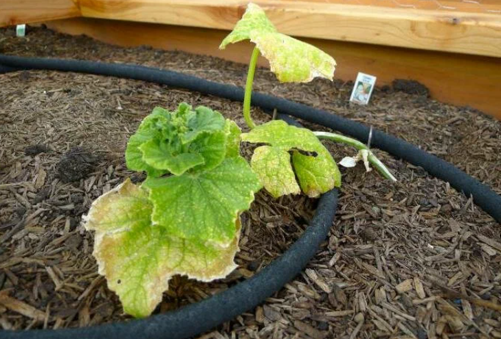 Добавьте описание